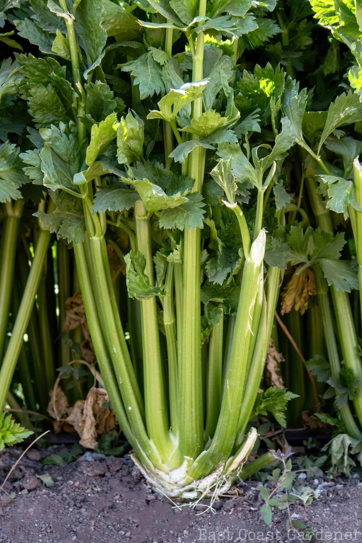 Celery growing up from the ground.