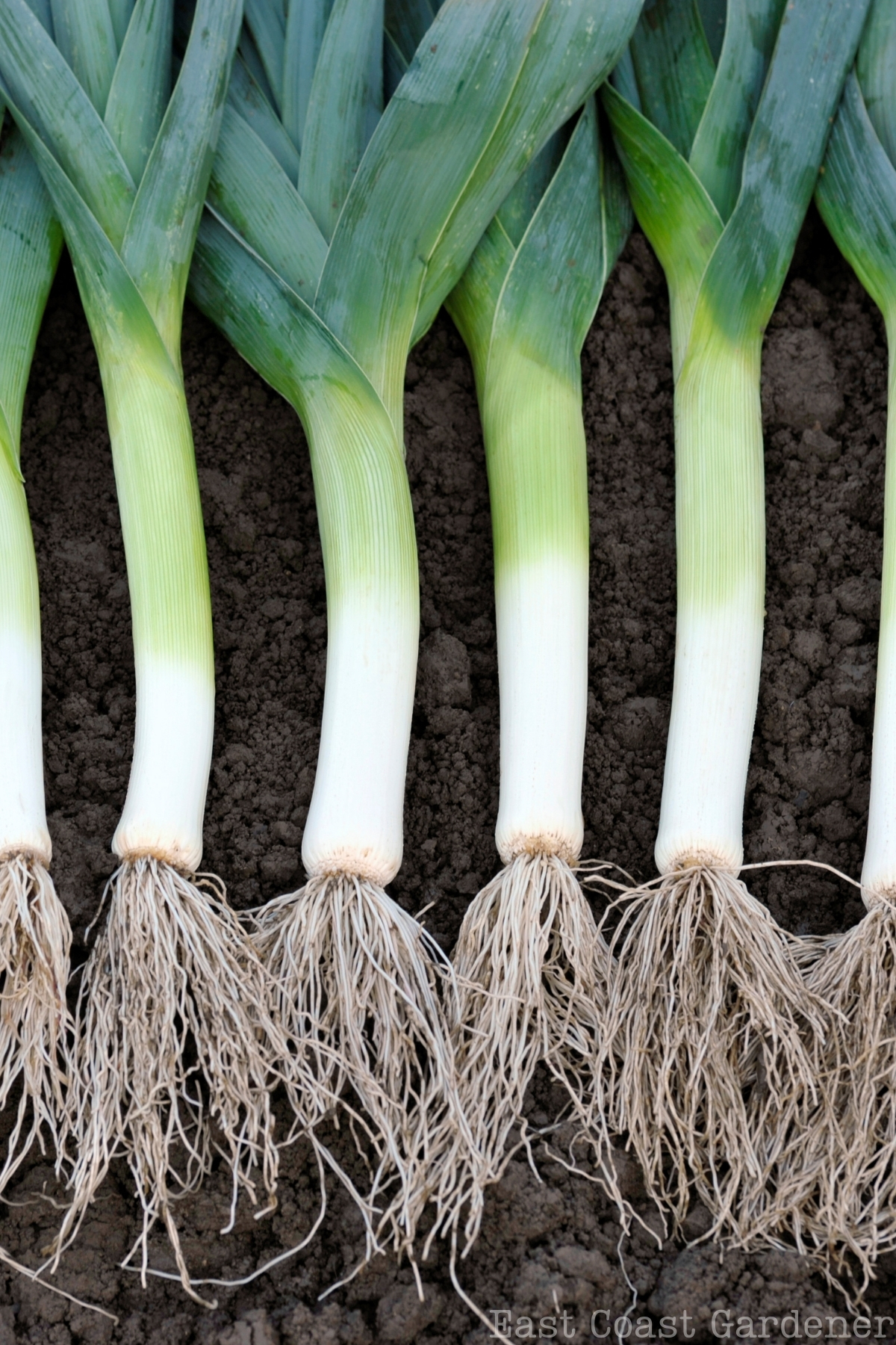 Leeks lined up on top of soil, roots exposed.