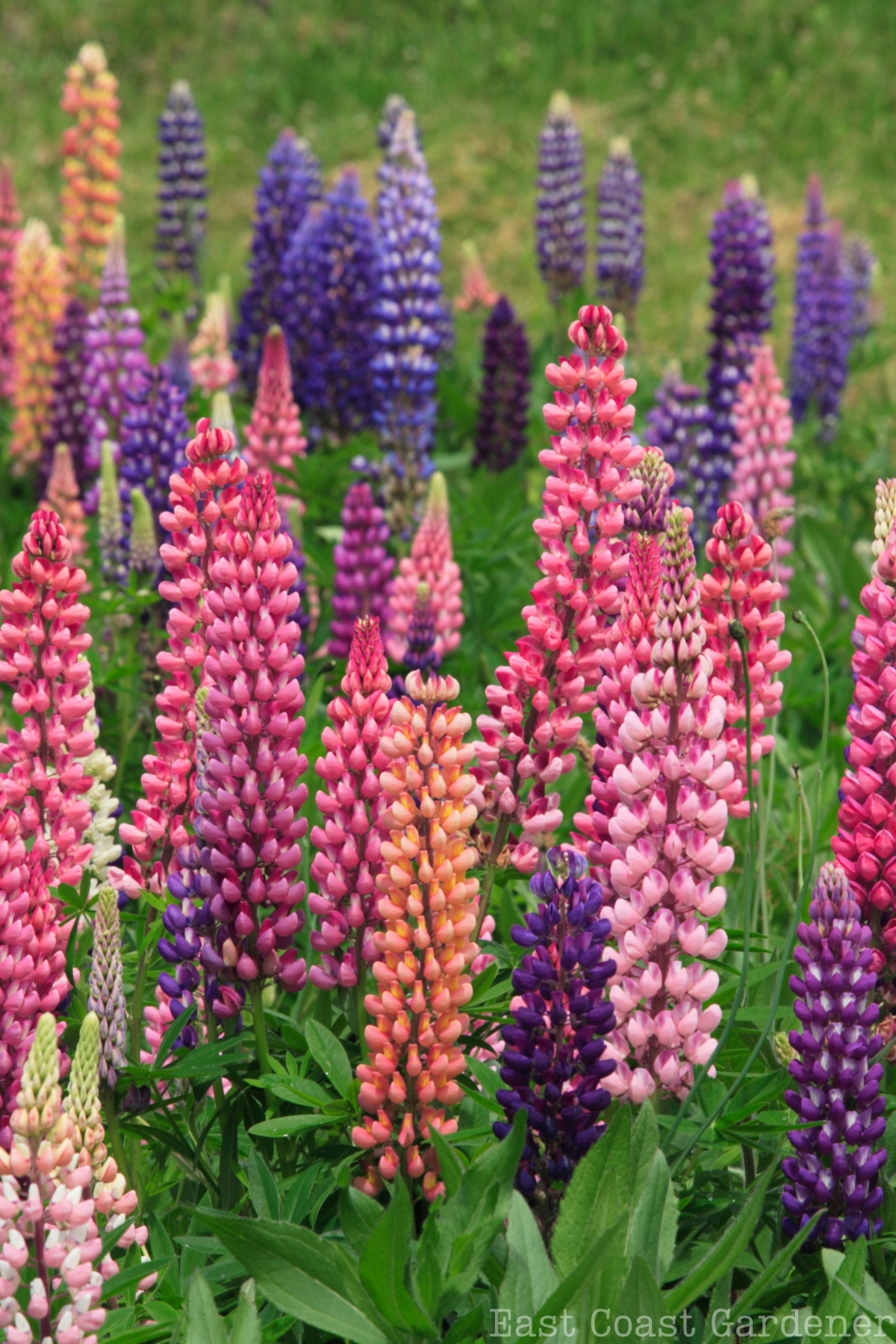 Lupins of many colors growing in a field.