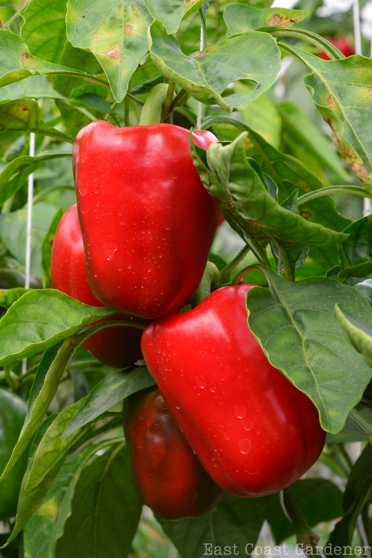 Ripe red peppers on a plant in the garden.