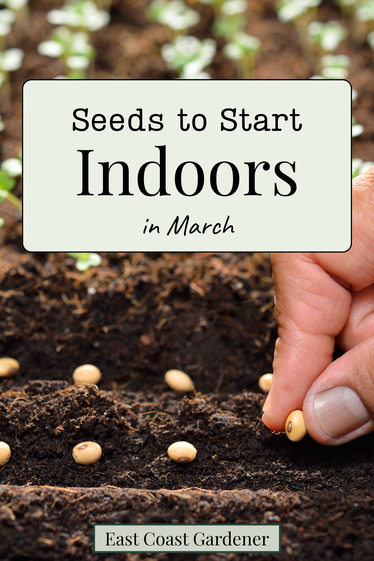 Planting seeds into soil by hand.