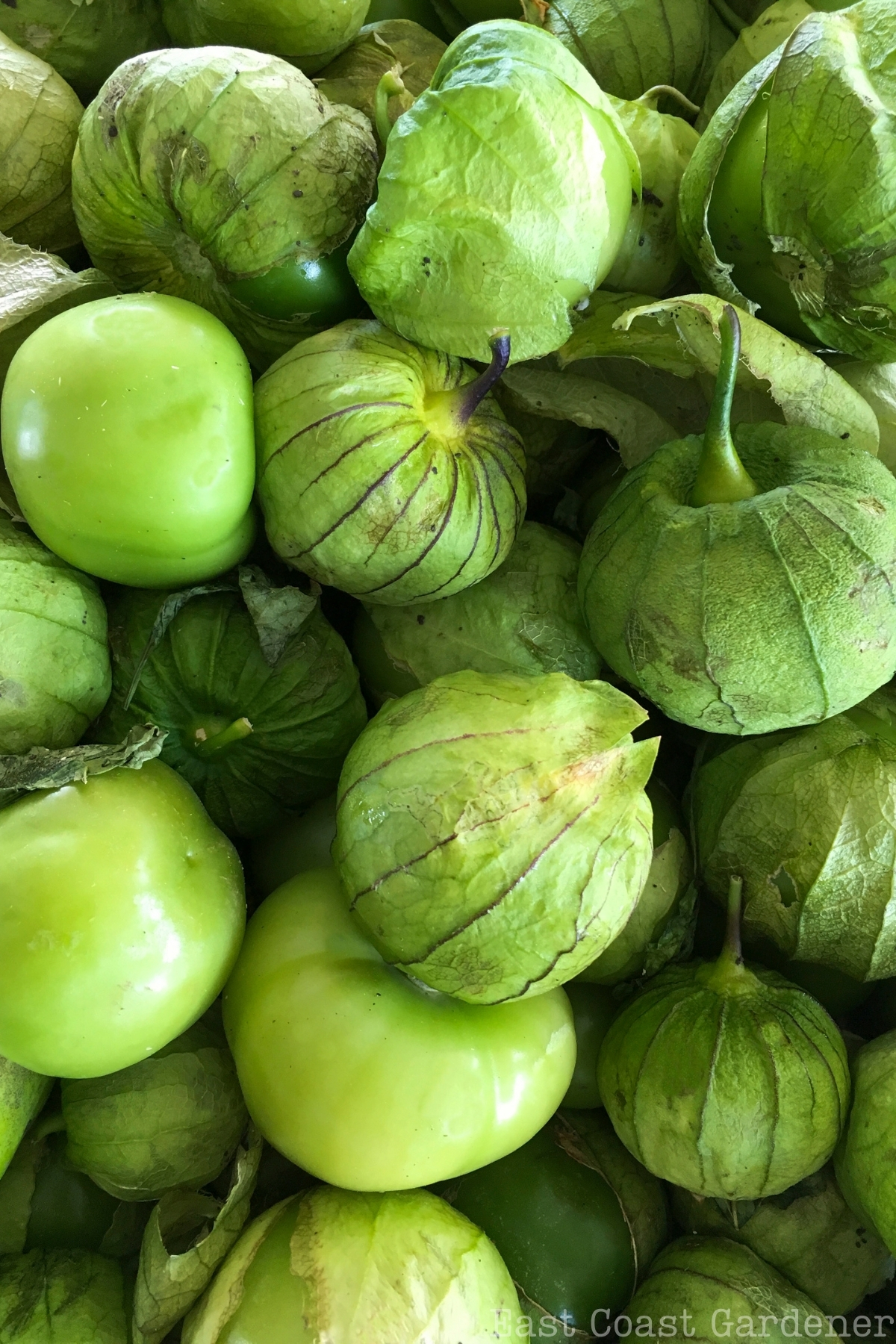Tomatillos piled high with paper husks.