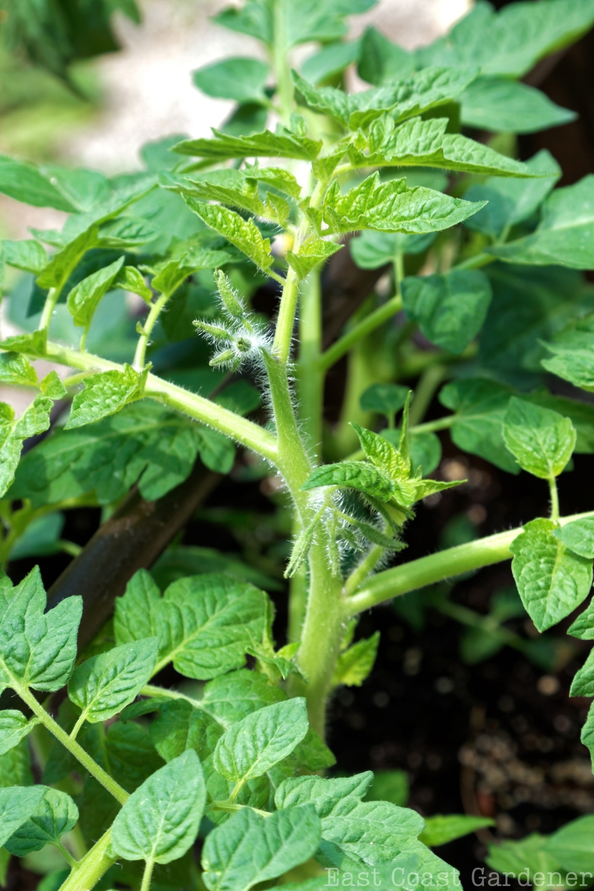 A tomato plant growing in soil.