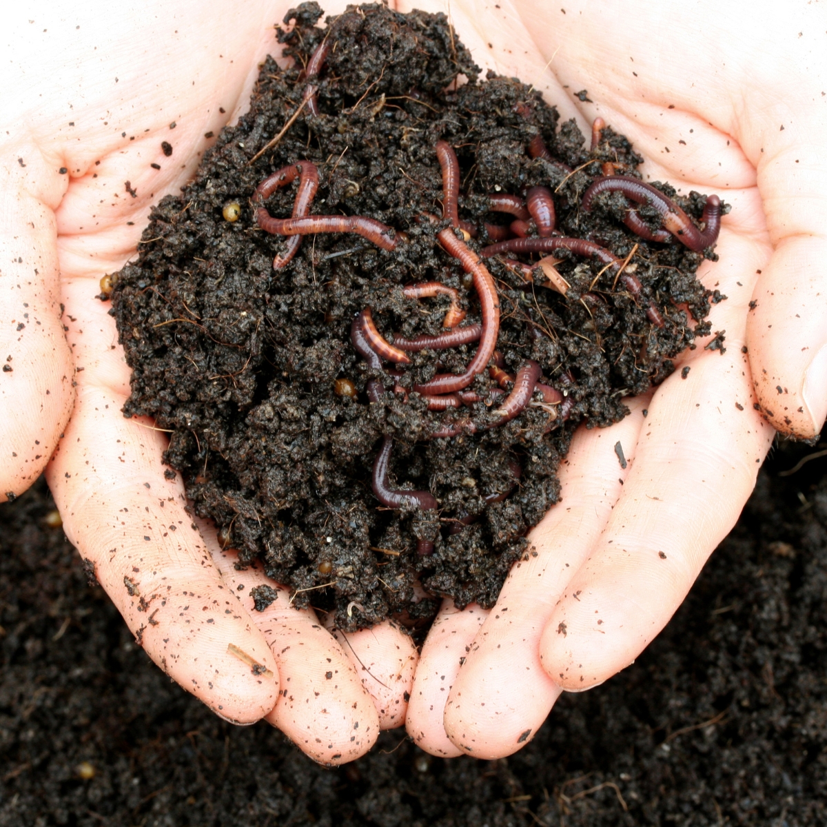 A hand holding worm castings, including red wiggler worms.